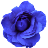 Flower Rose Blue No Back Image